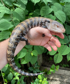 Merauke Blue Tongue Skink Adultss (Tiliqua scincoides)