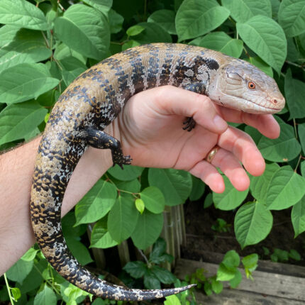 Merauke Blue Tongue Skink Adultss (Tiliqua scincoides)