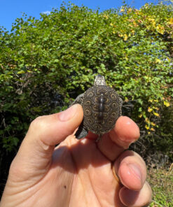 Hi White Concentric Diamondback Terrapin 2025 #9 (Malaclemys terrapin) Temp Sexed Female