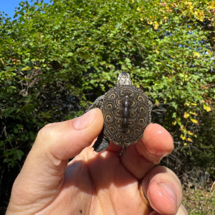 Hi White Concentric Diamondback Terrapin 2025 #9 (Malaclemys terrapin) Temp Sexed Female