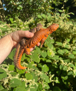 Super Red Niger Uromastyx Adult Pair #1 (Uromastyx geyri)