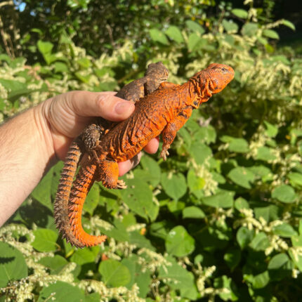 Super Red Niger Uromastyx Adult Pair #1 (Uromastyx geyri)