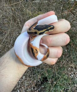 E3E03B17 DC1F 415C 8A4B F6F4314366B5 1024x 247x296