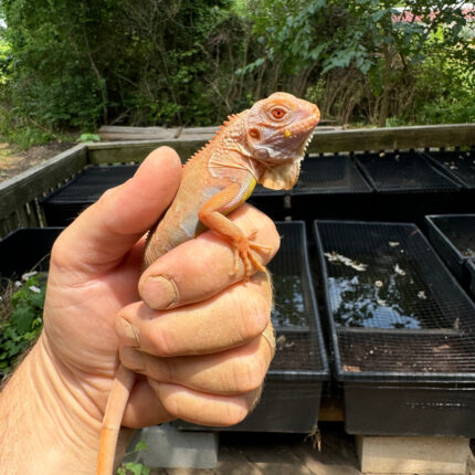 Crimson Red Albino Green Iguana 2024 #3 (Iguana iguana)
