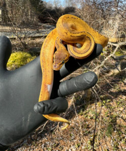 E9FD64B9 FE63 45C6 8A69 5C8BC32A0CA7 1024x 247x296