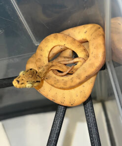 ECFB5756 5B2B 4529 9831 A09CFBA28D57 1024x 247x296