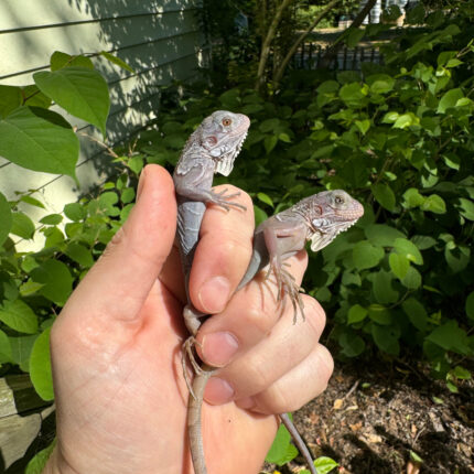 EE2A99A3 CDA1 4F9F AAC1 5AD154B14680 1024x 430x430