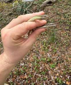 Long Tailed Grass Lizard (Takydromus sexlineatus)