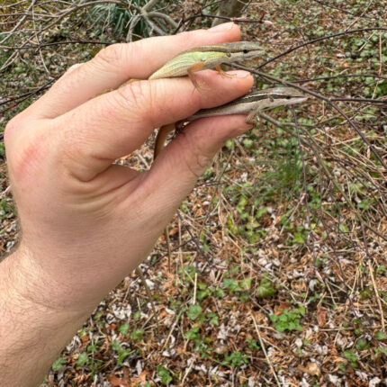 Long Tailed Grass Lizard (Takydromus sexlineatus)