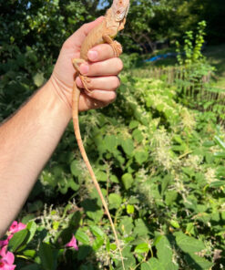 F323E206 C179 4A4D 955C E37C8EBCC767 1024x 247x296