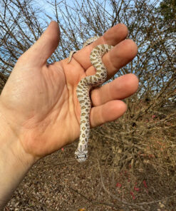 Alternative view of Arctic Western Hognose Snake Female #1 (Heterodon nasicus)