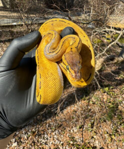 Pastel Pinstripe Low White Pied Ball Python Female #3 (Python regius)