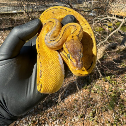 Pastel Pinstripe Low White Pied Ball Python Female #3 (Python regius)