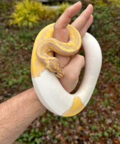 Hi White Banana Pied Ball Python Adult Female #1 (Python regius)