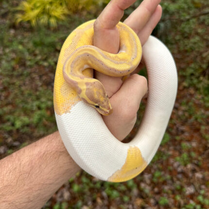 Hi White Banana Pied Ball Python Adult Female #1 (Python regius)