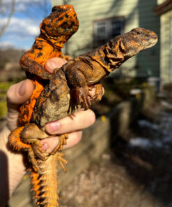 Red Niger Uromastyx Adult Pair #5 (Uromastyx geyri)