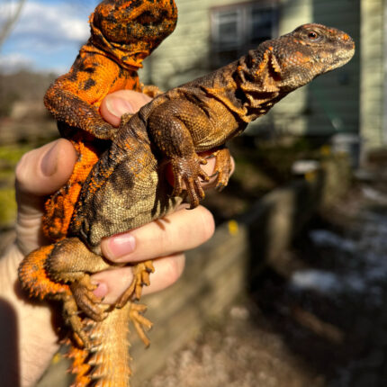 Red Niger Uromastyx Adult Pair #5 (Uromastyx geyri)