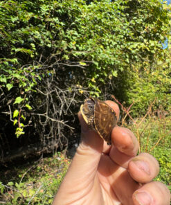 F82ECEB7 8D6B 4A02 8BBD FD7696D12FD1 1024x 247x296