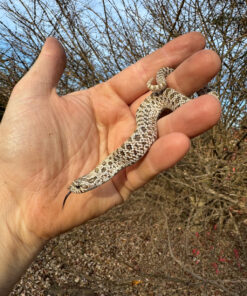 Arctic Western Hognose Snake Female #2 (Heterodon nasicus)