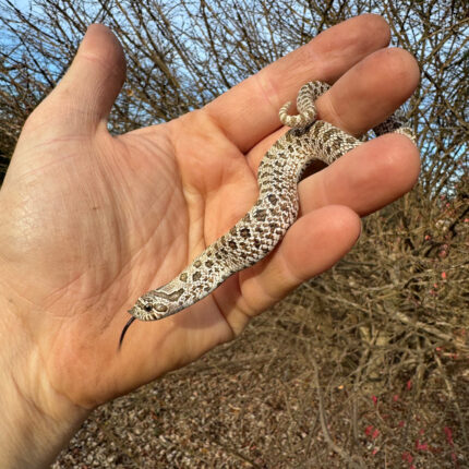 Arctic Western Hognose Snake Female #2 (Heterodon nasicus)