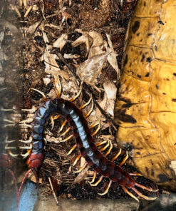 Amazonian Giant Centipede (Scelopendra gigantea)
