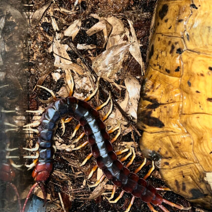 Amazonian Giant Centipede (Scelopendra gigantea)