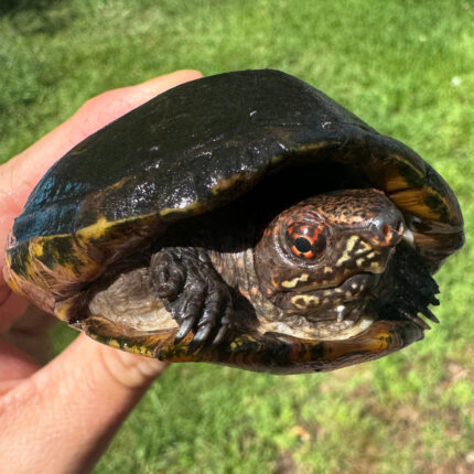 Tobasco Mud Turtle Adult Trio #1 (Kinosternon acutum)