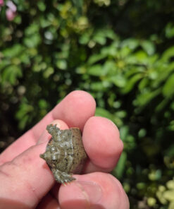 FullSizeRender 0c9540c7 E398 4d6a Bdc9 E1178cac629d 1024x 247x296