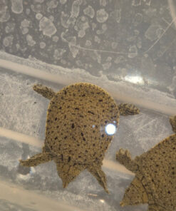 Chinese Softshell Turtle Babies (Pelodiscus sinensis)
