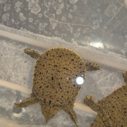 Chinese Softshell Turtle Babies (Pelodiscus sinensis)