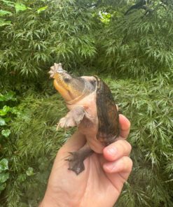 Vampire Musk Turtle Adult Female #2502 (Claudius angustatus)