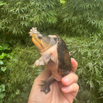 Vampire Musk Turtle Adult Female #2502 (Claudius angustatus)
