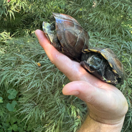 Reeves Turtles (4-5 inch) (Mauremys reevesii)