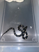 Eastern King Snake Edisto Island Locale #1F (Lampropeltis Getula)