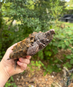 Alligator Snapping Turtle Juvenile #2505 (Macrochelys temminckii)