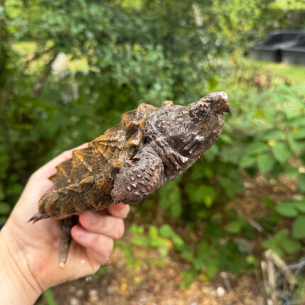 Alligator Snapping Turtle Juvenile #2505 (Macrochelys temminckii)
