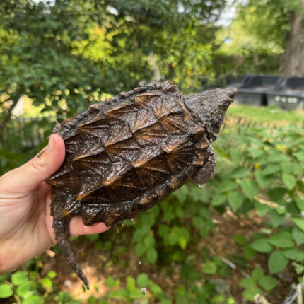 Alligator Snapping Turtle Juvenile #2502 (Macrochelys temminckii)