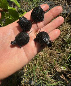 Spotted Turtle Babies (Clemmys guttata)