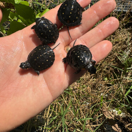 Spotted Turtle Babies (Clemmys guttata)