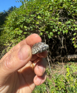Common Musk Turtle For Sale