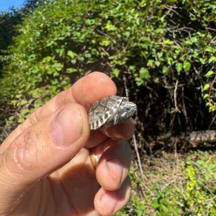 Common Musk Turtle For Sale