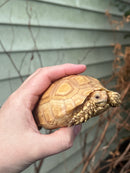 Albino T+ African Spurred Tortoise (Centrochelys sulcata)