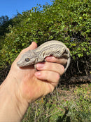 Gargoyle Gecko Adult Female #5 (Rhacodactylus auriculatus)