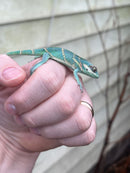 Smallwood's Anole Female (Anolis smallwoodi)