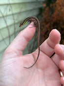 Dwarf Keeled Tegu (Kentropyx borckiana)