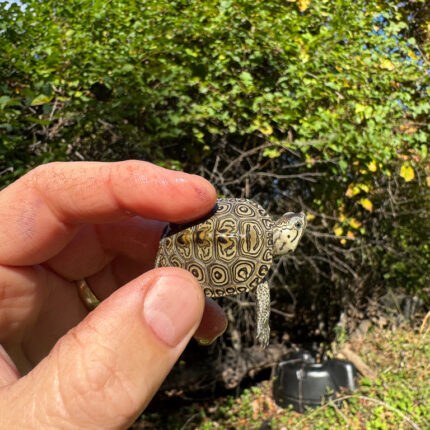 Hi White Concentric Diamondback Terrapin 2025 #6 (Malaclemys terrapin) Temp Sexed Female