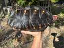 Brazilian Cherryhead Red Foot Tortoise Adult Female #23 (Geochelone carbonaria)