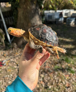 Chinese Box Turtle Adult Male #2 (Cuora flavomarginata)