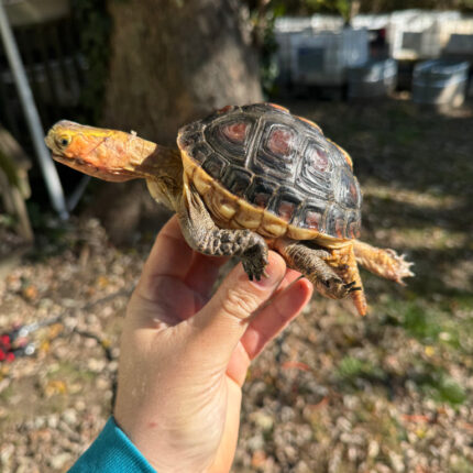 Chinese Box Turtle Adult Male #2 (Cuora flavomarginata)