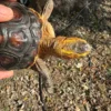 Chinese Box Turtles for sale